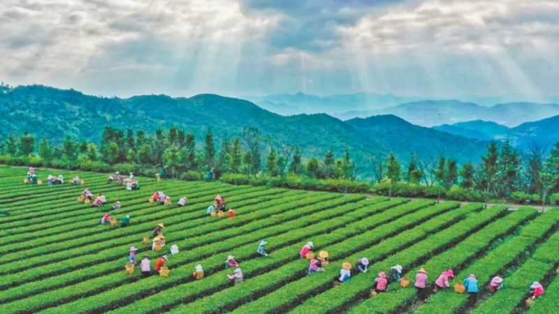 蔬菜种植培训班：价值与成本分析
