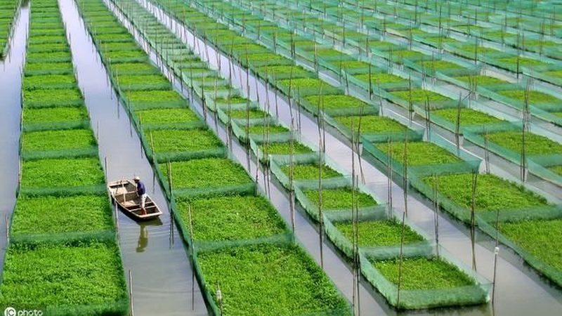 揭秘绿色食品公司排名背后的考量因素