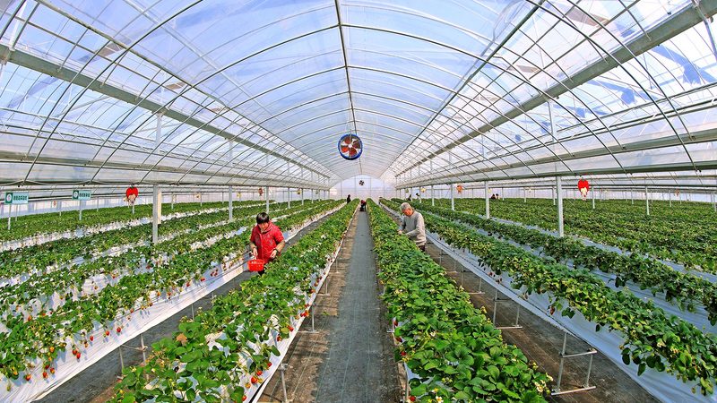 农村种植合作社：构建现代农业的生力军