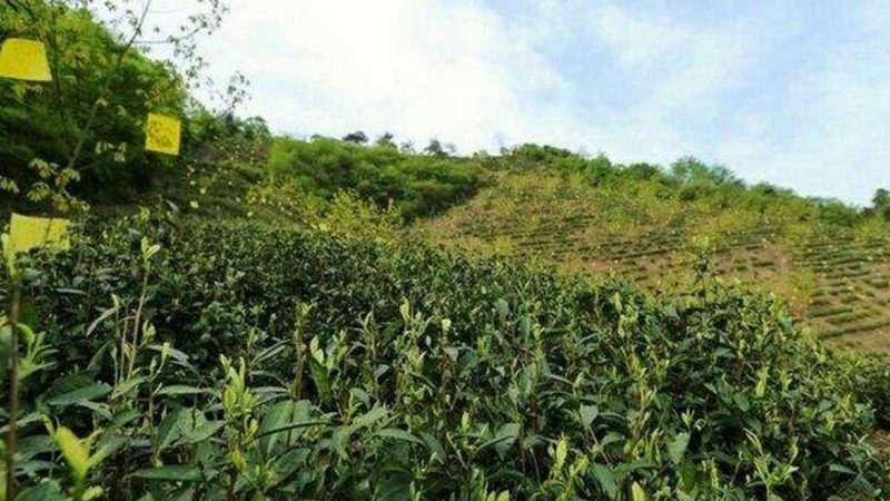设施农业，让农业更高效