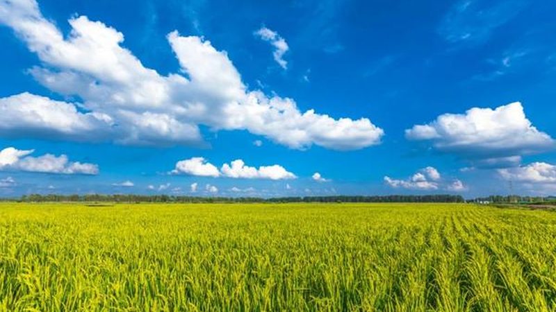 粮食种植与蔬菜种植：本质区别与关键要点