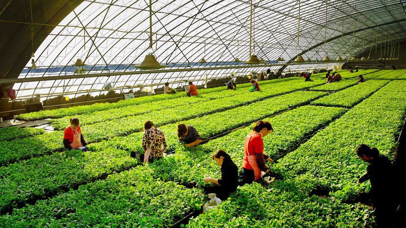 大连农业科技发展有限公司