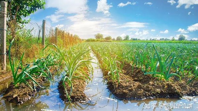 农产品配送系统：构建高效流通的桥梁**