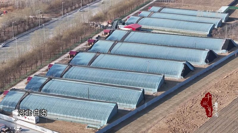 有机认证与绿色食品认证：申请流程与关键要点