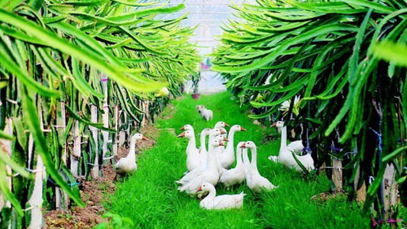 粮食种植的优缺点：解析可持续农业的未来之路